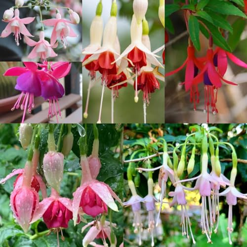 fuchsien, bodendecker winterhart mehrjährig fuchsiensamen gartenblumen, balkonpflanzen winterharte gartendeko 15pcs