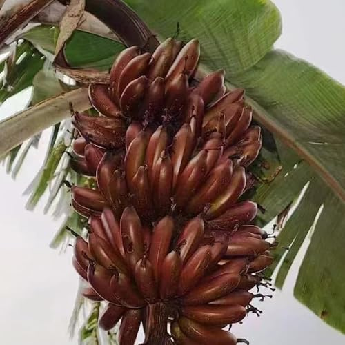 semi resistenti di banano, banana - colonnari con aiuola rialzata sul balcone di giardino di decorazione del 50pcs