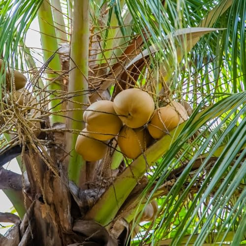 Semi di palma da cocco, semi da balcone Cocos nucifera, Le da balcone sono Le sempreverdi sono resistenti 25pcs