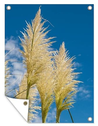 MuchoWow Poster exterieur Plantes - Herbe de la pampa - Air Decoration murale 90x120 cm Résistant aux intempéries/soleil