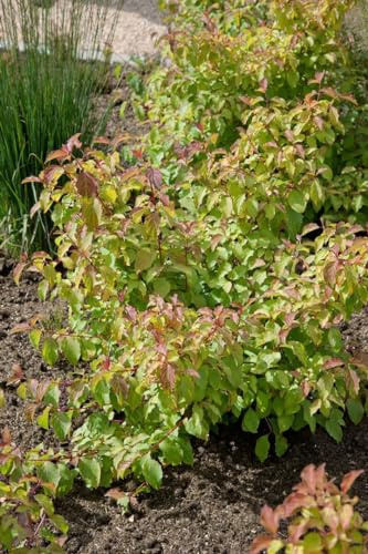 Hartriegel Cornus sanguinea Midwinter Fire 60-100 cm winterhart | Leuchtende Winterrinde, ideal als Sichtschutz, sonniger bis halbschattiger Standort, schnittvertraeglich, robust