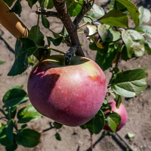 Apfelbaum 'Lobo' Winterharter Obstbaum 80-140 cm, Aromatische Süße Früchte, Wurzelnackte Obstbaume, Apfel, Malus domestica, Mehrjährig, Ideal für Garten & Obstwiese