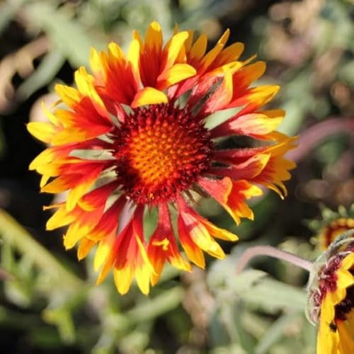 6x Gaillarde ‘Bremen’ - Gaillardia ‘Bremen’ - Godet 9x9cm
