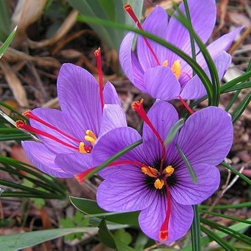 Votaniki Saffron Crocus Bulbs - Long Lasting, Enhance Garden with Exquisite Flavor | Harvest Spice at Home - Easy to Grow and Low Maintenance (20 Pack)