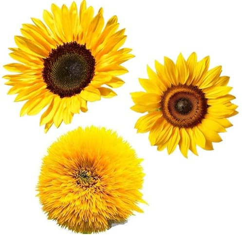Set 3 Varietà di Semi di Girasole MADE IN ITALY da Piantare - Qualità superiore con 95% di germogliazione con istruzioni - giasole d'estate nano, gigante e sungold