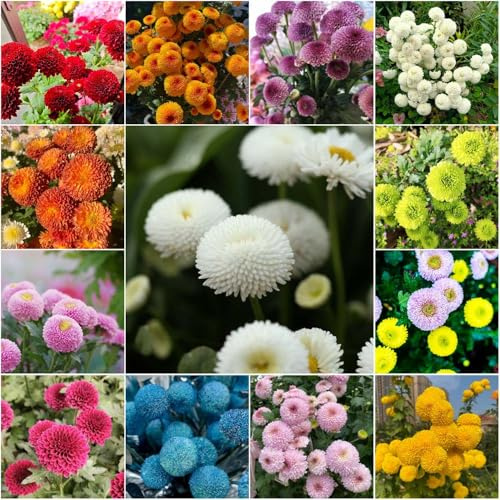 semillas de crisantemo Serie de raras otoño resistentes jardín bonsái exóticas para lugares soleados balcón prado 150pcs