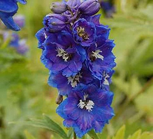 Rittersporn Blauer Zwerg - Delphinium grandiflorum - lebende Gartenpflanze aus den Baumschulen