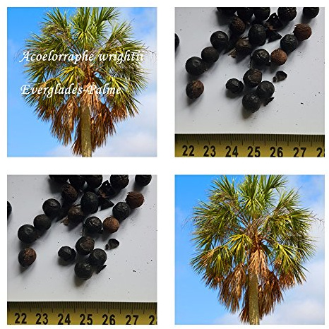 Acoelorraphe wrightii - Everglades Palme - Samen - (10)