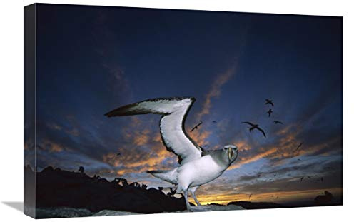 16 x 24 in. Salvins Albatrosses Returning to Colony at Sunset, Bounty Islands, New Zealand Art Print - Tui De Roy