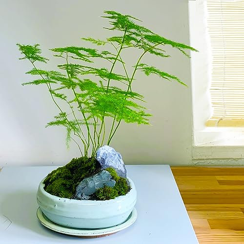 Academic Achievement Asparagus Fern Bonsai - Scholar's Fern Indoor & Outdoor Tree, Ceramic Pot Included - Effortless Care, Aesthetic House Plant for Wisdom and Learning