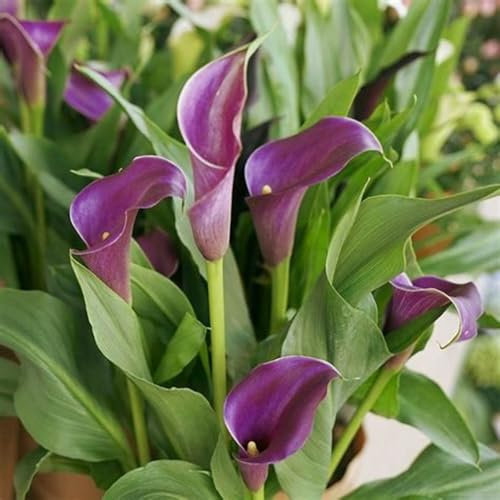 Calla Lily Bulbs-Calla Lily Plant Calla Lily Bulbs UK Calla Lily Bulbs for Planting Now UK,Wedding Flowers,Garden Flowers,Plant Bulbs,Hardy Perennial-6bulbs-b