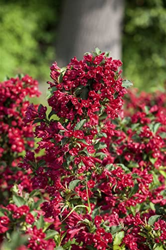 Weigelie Weigela florida Eva Rathke 40-60 cm Heckenpflanze winterhart | Rosa Blüten, sonniger bis halbschattiger Standort, schnittverträglich, ideal für Beet und Sichtschutz, bienenfreundlich