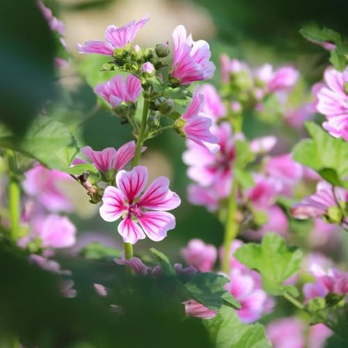 semillas de malva silvestre, balcón, resistentes de malva Balcón, resistentes de jardín, 100pcs