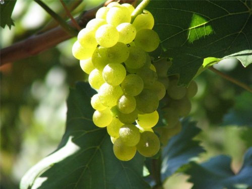 Vitis vinifera Weinrebe Bianca | Weintraube Tafeltraube | weiß & pilztolerant