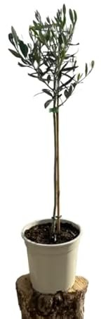 Olivo Copa Natural Árbol de Exterior Elegante y Resistente para tu Jardín