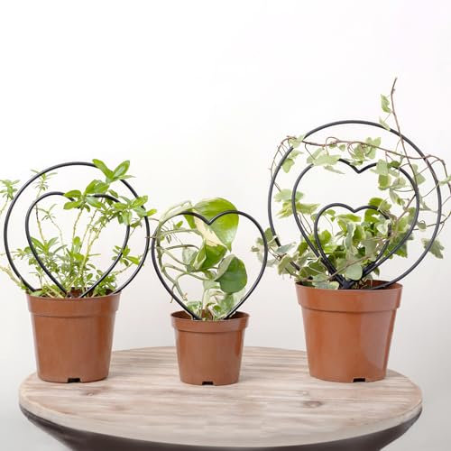 BOOXMIMI Black Plant Trellis Set of 3 for Indoor and Outdoor Use Metal Supports for Climbing Plants Small Size Perfect for Pots Trellis Support Compatible with Different Plant Varieties