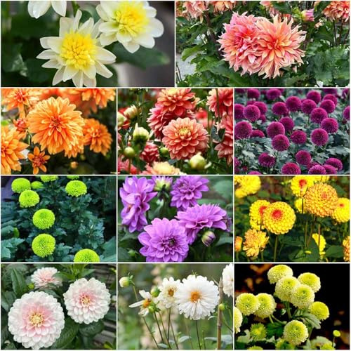 semillas de dalia resistentes - de jardín resistentes, semillas prado perennes, perennes perenne resistente, 10pcs