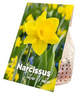 Bloomique - 15er-Mix - Narcissus Dutch Master - große gelbe Narzisse - Blumenzwiebeln - Frühlingsblüte - mehrjährige Pflanzen - Wird 35-45 cm groß