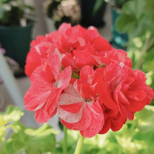 semi di geranio resistenti, decorazione da ufficio primaverili selvatici per balcone 50pcs