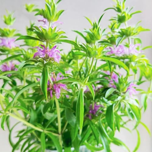Semillas de melisa, ortiga india, resistente de jardín orgánicas interior, variedades antiguas interior 200pcs