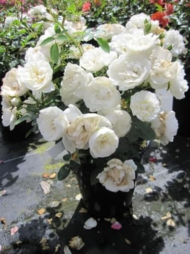 Rosa White Babyflor® - Zwergrose White Babyflor® - Tantau Rose