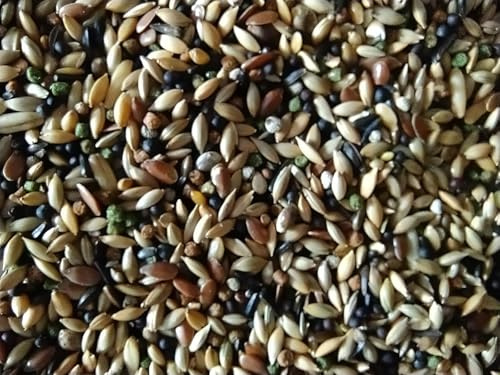 Mangime Premium per Canarini 2,5Kg Mix Naturale con Granuli VAM Ricco di Vitamine, Aminoacidi e Minerali – Alimento Completo per Canto, Salute e Piumaggio – Prodotto Italiano Professionale