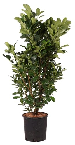 Kirschlorbeer 'Etna', 80-100cm, immergrün, Gartenpflanze, Heckenpflanze, pflegeleicht, winterhart, rote Blätter, Heckenkirsche, Lorbeerkirsche