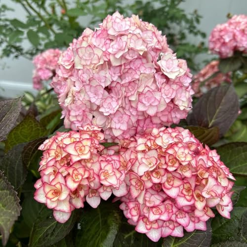 semi di ortensia resistenti - perenni giardino balcone decorazione 90pcs