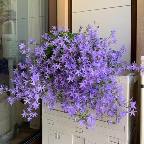 semi di campanula, balcone perenni resistenti giardino 250pcs