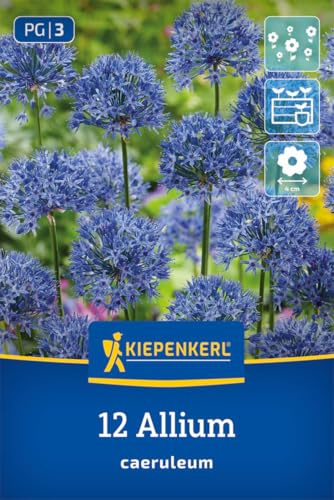 Kiepenkerl Zierlauch Allium caeruleum 2700002 Blumenzwiebeln mehrjährig winterhart, kornblumenblaue Blüten, ca. 50 cm, bienenfreundlich, für sonnig bis halbschattig