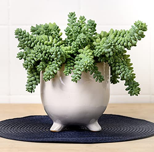 Sedum Burrito | Donkey Tail | Houseplant | Succulent | Drought Resistant Easy Care Indoor Plant in 14cm Pot