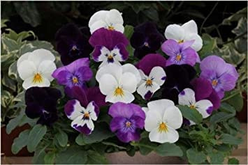 25 semi di Trailing Pansy Freefall Moonlight Mix - Panier suspendu Viola del pensiero:Graines