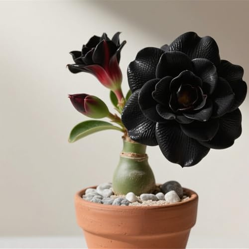 Winterhart pflanzen, Gift,Mehrjährige Blumenzwiebel ist winterhart, Mysteriöse magische Glühbirne,Lebende Pflanzen,Blumenzwiebel Mix-1 Wüstenrose knollen -B