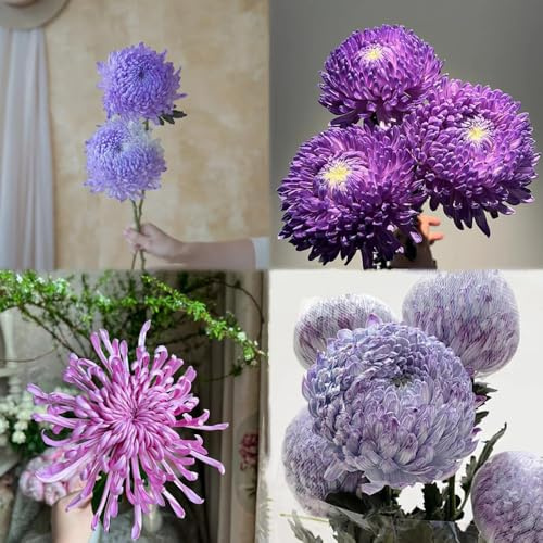semillas de crisantemo - de interior bonsái para balcón decoración balcón resistentes jardín semillas jardín - raras 100pcs