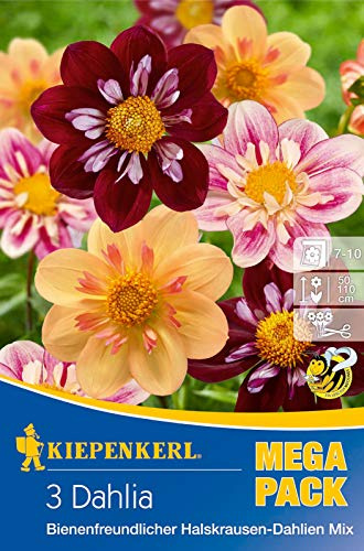 Bienenfreundlicher Halskrausen-Dahlien Mix, bei Bienen sehr gefragt, geeignet für den Hausgarten und zum Schnitt