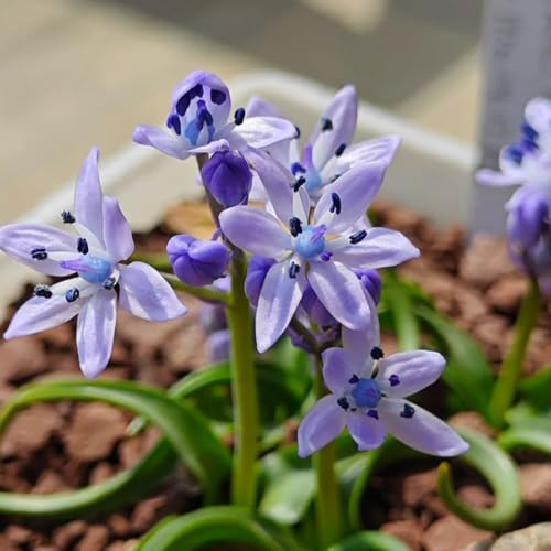 Semi di campanula - semi di selvatici balcone rari estivi per i luoghi soleggiati resistenti decorazioni giardino per esterni resistenti 450pcs