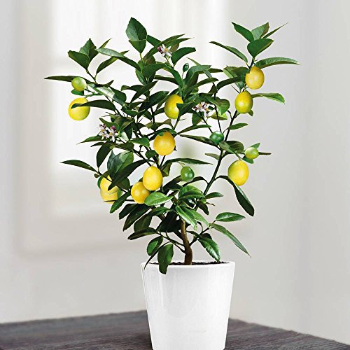 Mini Lemon Tree 25 centimetres - 5 trees