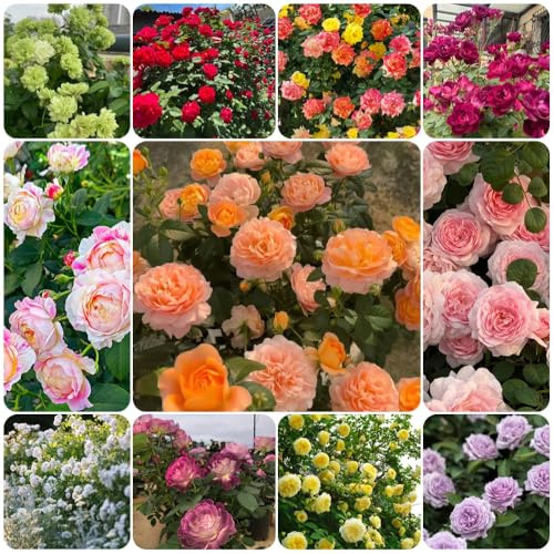 semillas de rosal, arbustos de rápido crecimiento exterior resistentes semillas silvestres Decoración jardín para exteriores jardín 400pcs