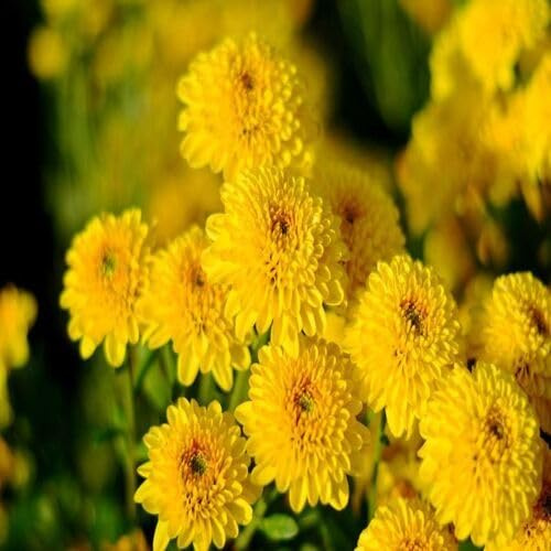 Nuovi semi di crisantemo gigante giallo 100 pezzi