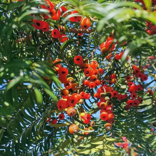 Taxus baccata - copertura del terreno per esterni varietà biologiche tradizionali resistente giardino resistenti al pieno sole da appartamento esotiche 35semi