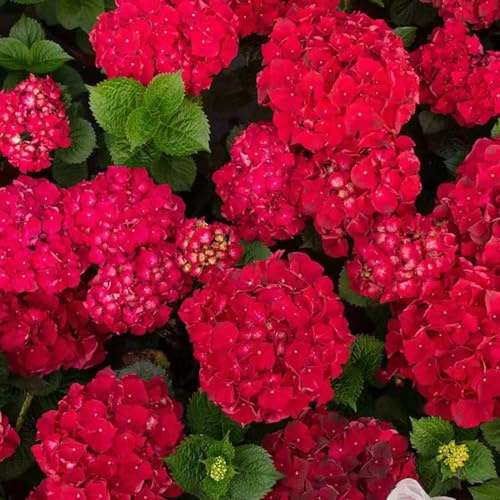 Semi di ortensia - giardino roccioso Vecchie varietà resistenti serre balcone, per il pieno sole 35pcs