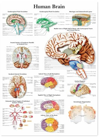 1 St Human Brain Posters Prints Väggdiagram Anatomi Bildkonst Canvas Scroll Målning Sjukhus Kliniker Heminredning Väggmålning(Painting Core,30X40 CM)