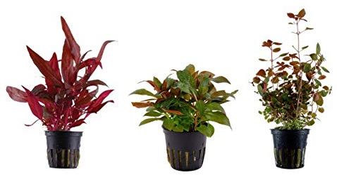 Tropica Pflanzen Set mit 3 schönen roten Topf Pflanzen Aquariumpflanzenset Nr.13 Wasserpflanzen Aquarium Aquariumpflanzen