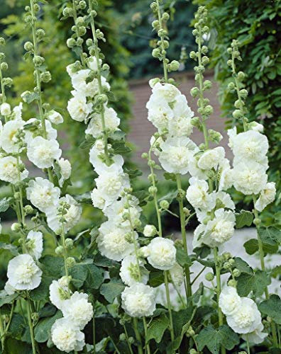 50 Hollyhock Chaters Double White Seeds - White Alcea Rosea - 50 Seeds