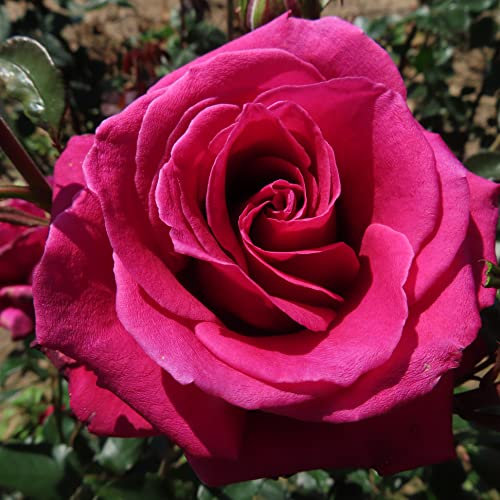Silky Smooth - 5.5lt Potted Hybrid Tea Garden Rose Bush - Fragrant Dusky Pink/Plum Red Thornless - Exclusive!