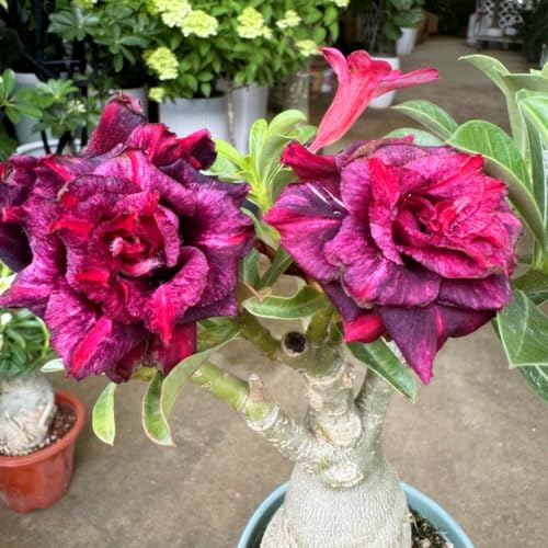 Rosa del deserto - Colore raro, adatto per interni ed esterni, facile da coltivare-4Pcs-D