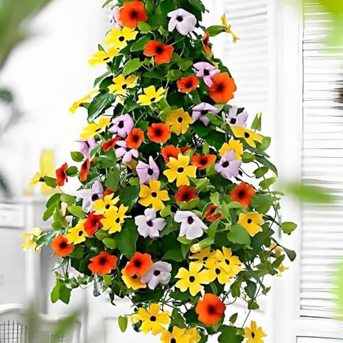 Schwarzäugige susanne samen, hochbeete für garten，einfach zu Pflanzen winterharte kübelpflanzen，Farbenprächtige balkonpflanzen，schnittblumen samen pflanzen garten，deko wohnzimmer 350pcs