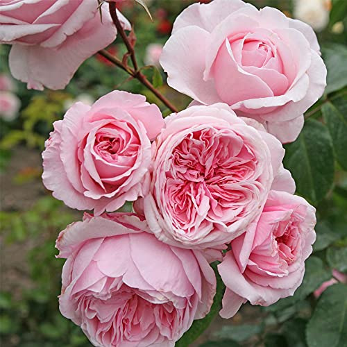 Heirloom Roses Climbing Rose Plant - Arborose® Kiss Me Kate Pink Rose Bush, Live Climber Roses Plant for Planting Outdoors