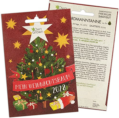 Nordmanntanne zum Pflanzen: Premium Samen für 5x Nordmanntanne – Tannenbaum für Garten – Samen – Saatgut v. OwnGrown