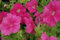 Semillas de flores de petunia 100 piezas para el jardín rosa